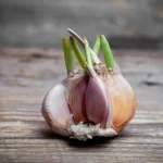 a-legtobb-tevedes-lehet-e-csiraztatott-fokhagymat-enni.webp.webp
