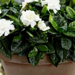 hogyan-novekszik-a-gardenia-otthon-egy-noveny-amely-figyelmet.webp.webp